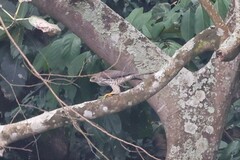 Micronisus gabar