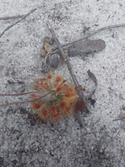 Drosera minutiflora
