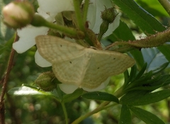 Scopula immutata