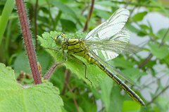 Gomphus pulchellus