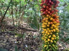 Amorphophallus