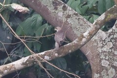 Micronisus gabar