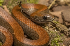Duberria lutrix