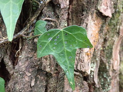 Hedera rhombea