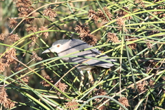 Nycticorax nycticorax nycticorax