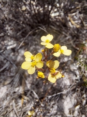Stylidium diuroides