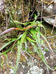 Lepisorus monilisorus