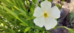 Thunbergia