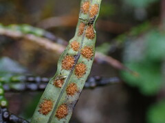 Lepisorus monilisorus