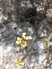 Stylidium diuroides