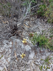 Stylidium diuroides