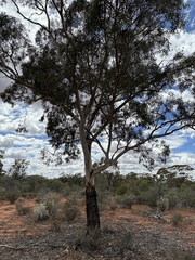 Eucalyptus clelandiorum