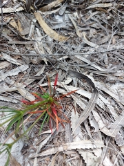 Stylidium diuroides