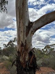 Eucalyptus clelandiorum