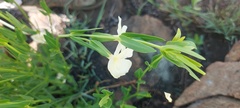 Thunbergia