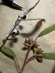 Eucalyptus clelandiorum