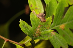 Siphoninus phillyreae