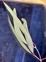 Eucalyptus clelandiorum