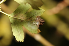 Siphoninus phillyreae