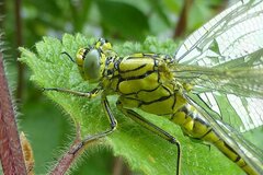Gomphus pulchellus