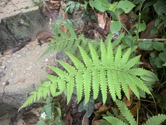 Thelypteridaceae