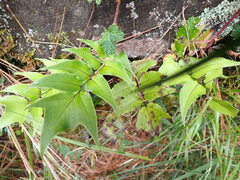 Cyrtomium caryotideum