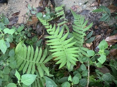 Thelypteridaceae