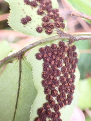 Cyrtomium caryotideum