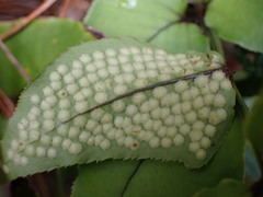 Cyrtomium caryotideum