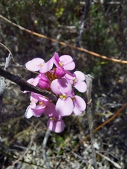 Stylidium junceum