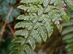 Polystichum piceopaleaceum