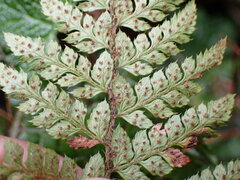 Polystichum piceopaleaceum