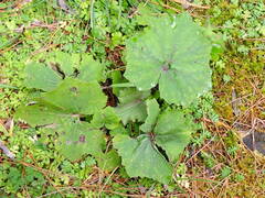 Petasites formosanus