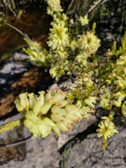 Erica daphniflora