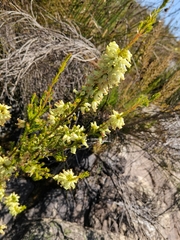 Erica daphniflora
