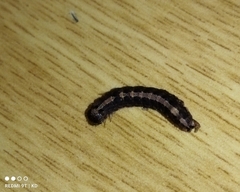 Pandesma