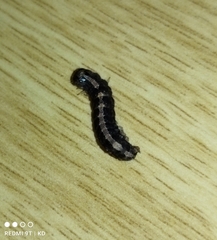 Pandesma