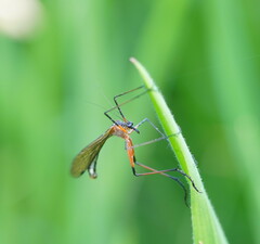 Harpobittacus australis
