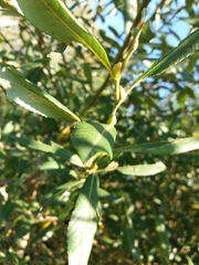 Salix atrocinerea