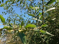 Salix atrocinerea