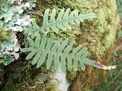 Polypodiodes amoena