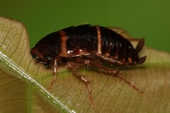 Blattodea