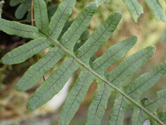 Polypodiodes amoena