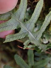 Polypodiodes amoena