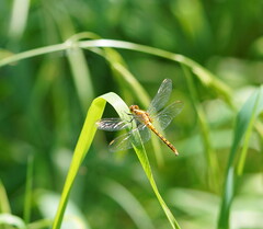 Diplacodes melanopsis