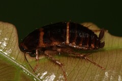 Blattodea