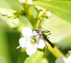 Enchoptera apicalis