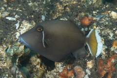 Sufflamen chrysopterum