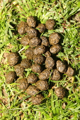 Oryctolagus cuniculus