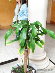 Dracaena fragrans